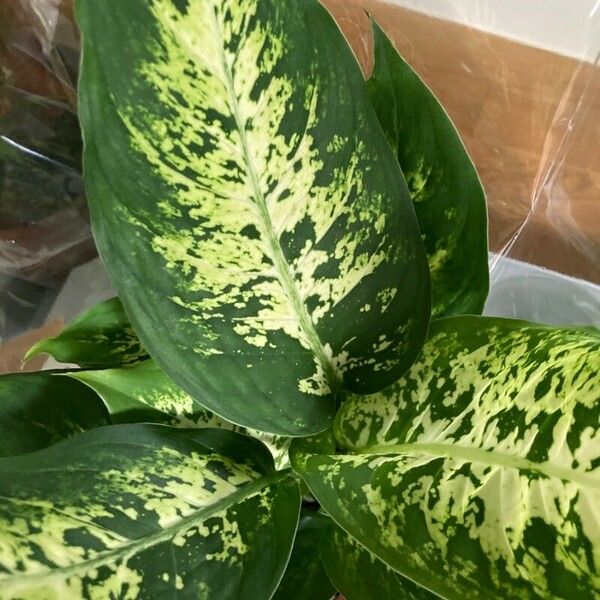 Dieffenbachia seguine Frunză