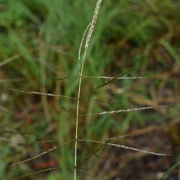 Bothriochloa bladhii Flower