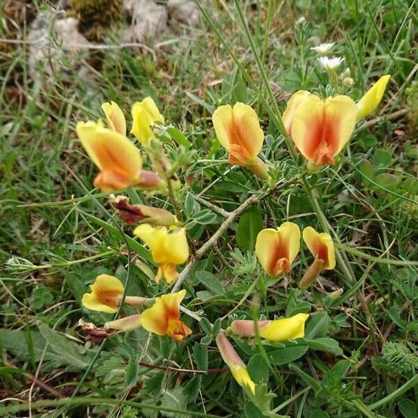 Chamaecytisus hirsutus Flower