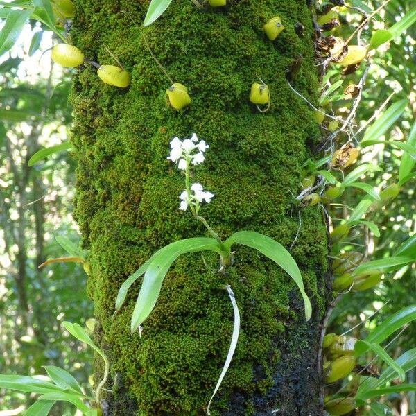 Polystachya concreta 整株植物