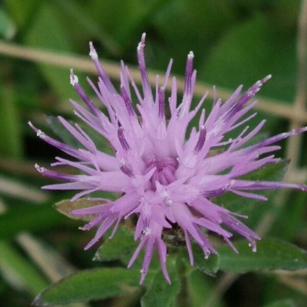 Centaurea nigra Flower