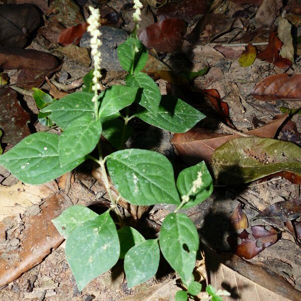 Cyathula prostrata Flower
