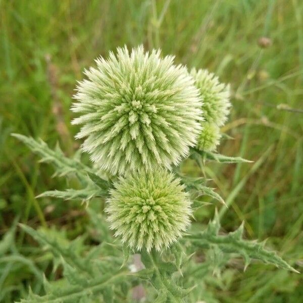 Echinops sphaerocephalus ᱵᱟᱦᱟ