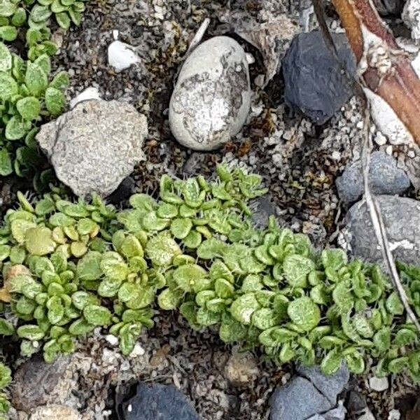 Thymus praecox ഇല