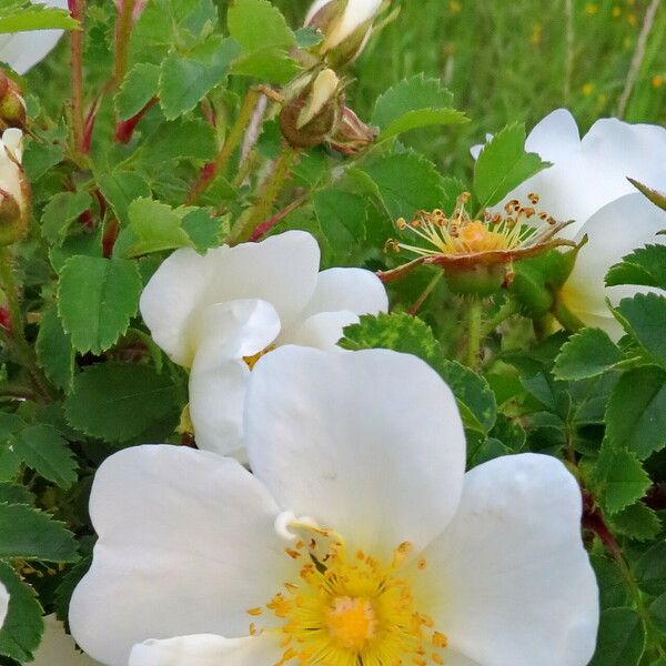 Rosa spinosissima Květ