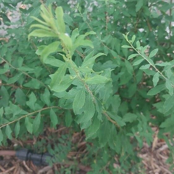 Spiraea alba Leaf