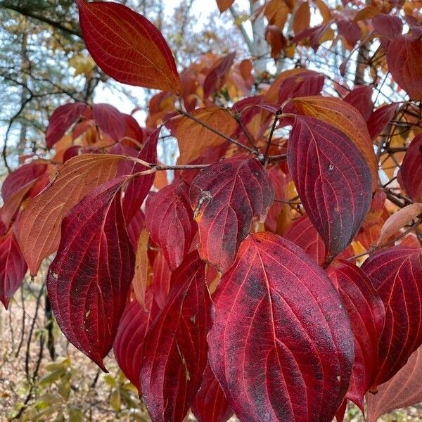 Cornus florida Blad