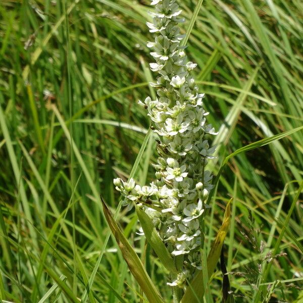 Veratrum californicum Flor