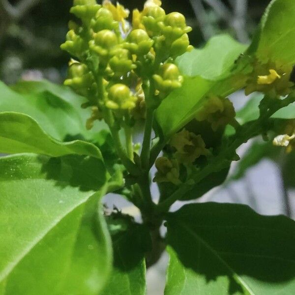 Bunchosia glandulifera Virág