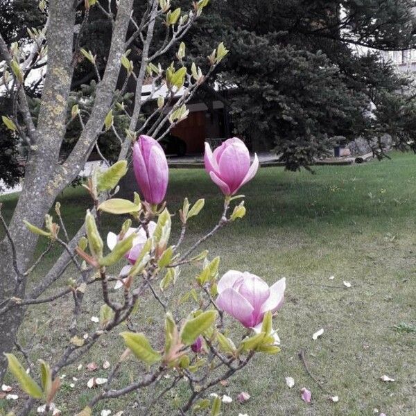 Magnolia × soulangeana 花