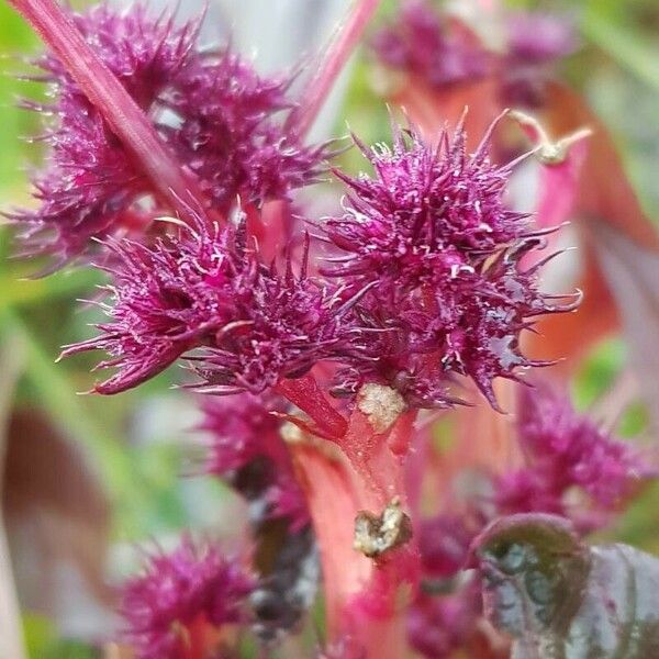 Amaranthus cruentus Žiedas