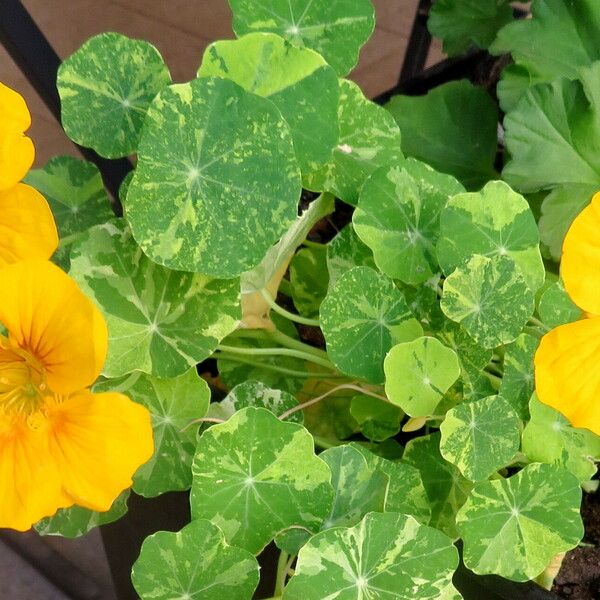 Tropaeolum majus Характер