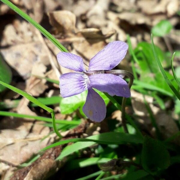 Viola reichenbachiana Blodyn