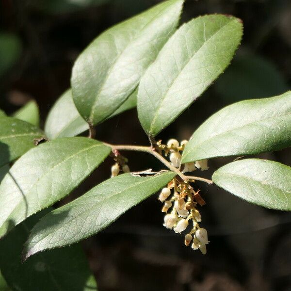 Leucothoe axillaris Кветка