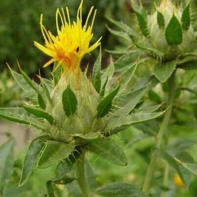 Carthamus tinctorius Flower