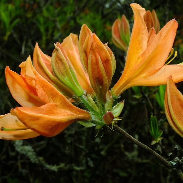 Rhododendron japonicum Flower