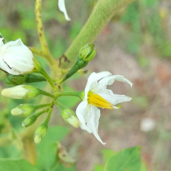 Solanum torvum Flors