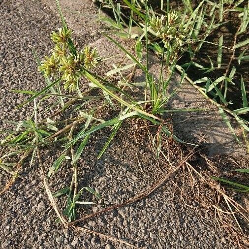 Cyperus difformis Çiçek