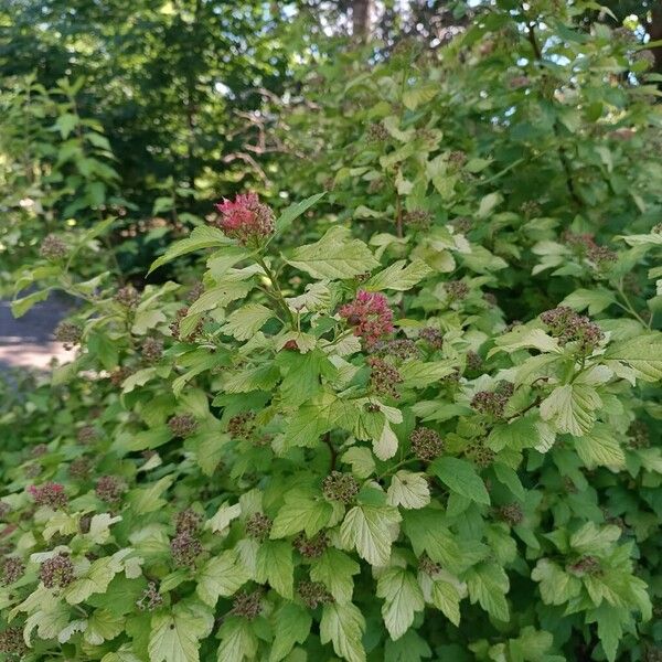 Physocarpus opulifolius عادت