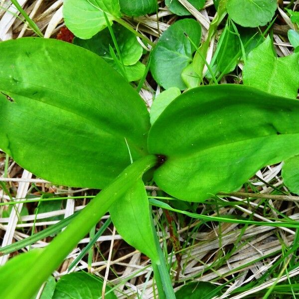 Platanthera chlorantha ഇല