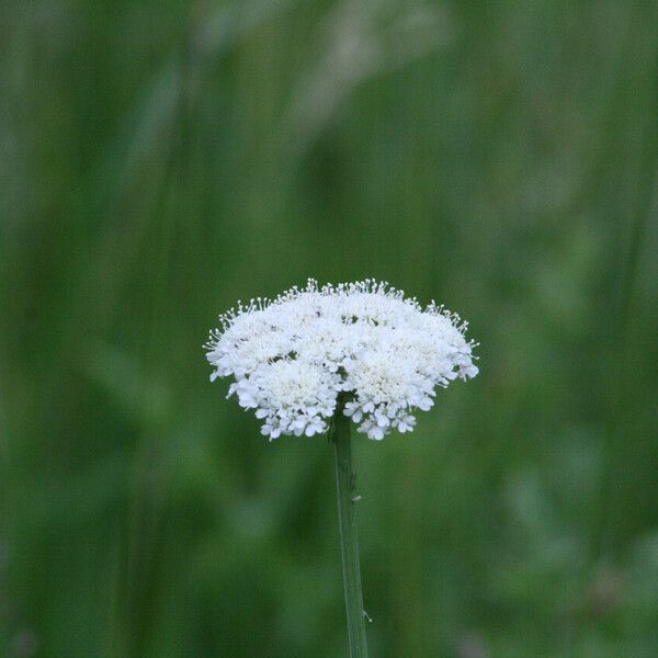 Oenanthe pimpinelloides Flower