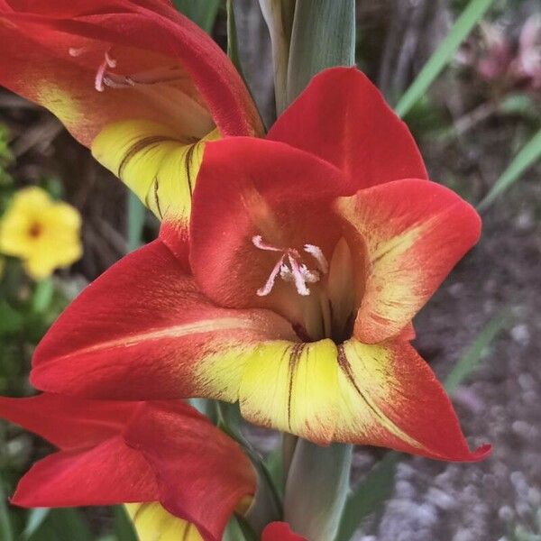 Gladiolus dalenii Flor