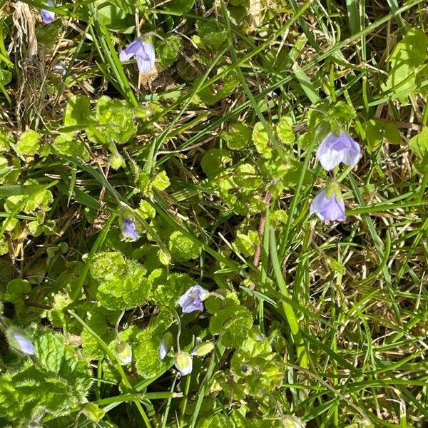 Veronica filiformis Hábito