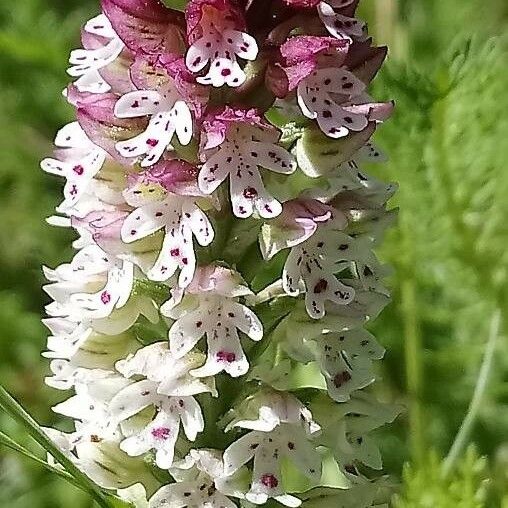 Neotinea ustulata Fleur