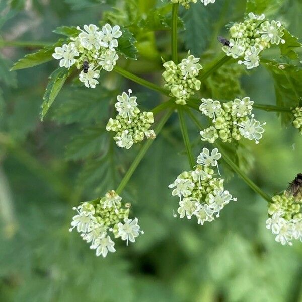 Conium maculatum Çiçek