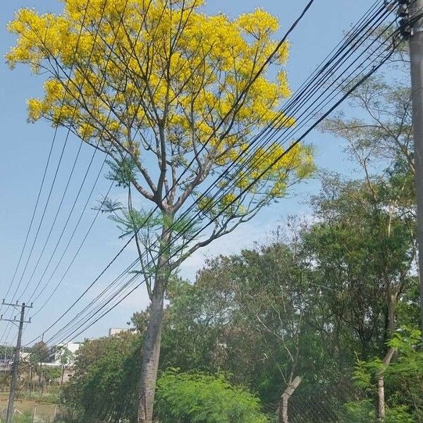 Schizolobium parahyba Flors