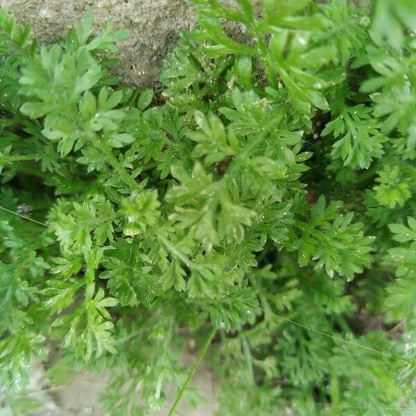 Cotula australis Leaf