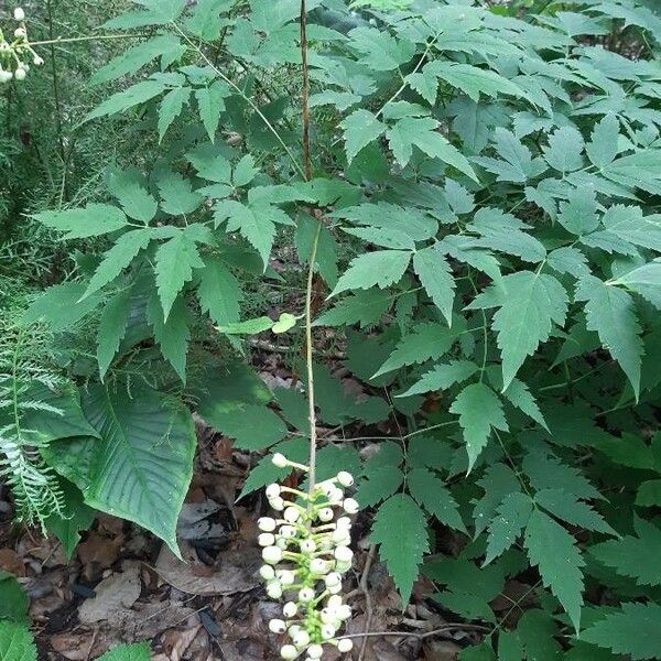 Actaea pachypoda Frukto