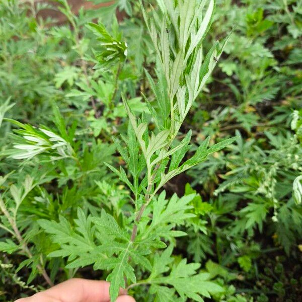 Artemisia verlotiorum Lehti