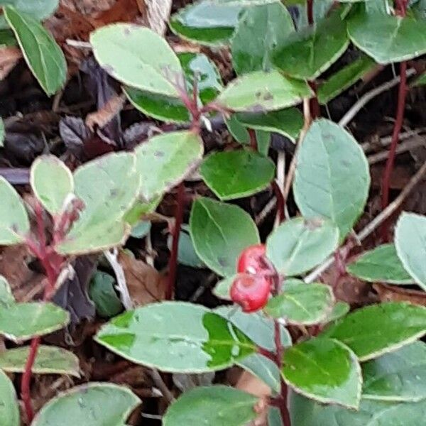 Gaultheria procumbens 葉