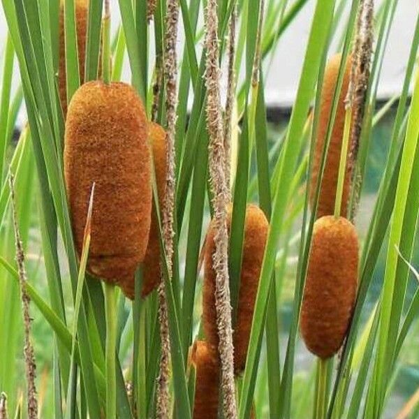 Typha laxmannii Fruit