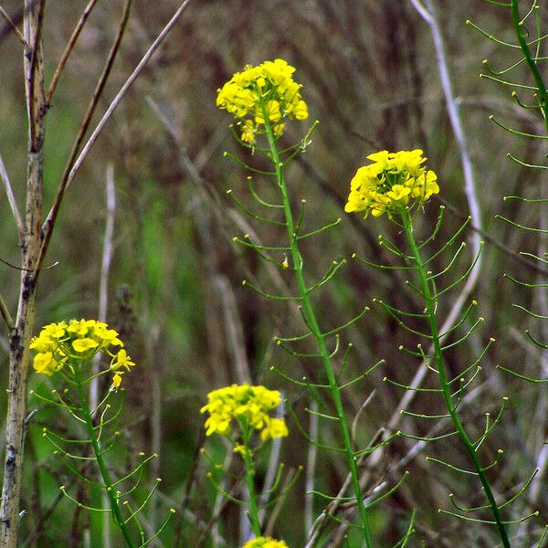 Sisymbrium loeselii Kvet