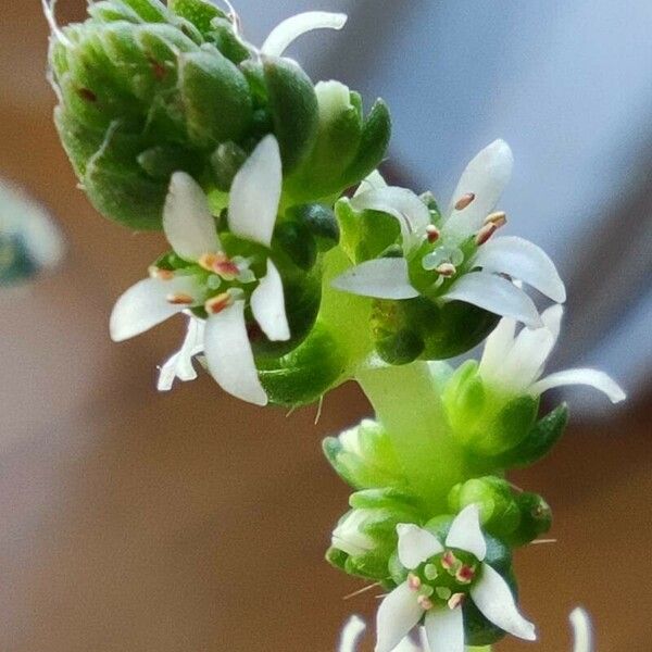 Crassula barbata Flower