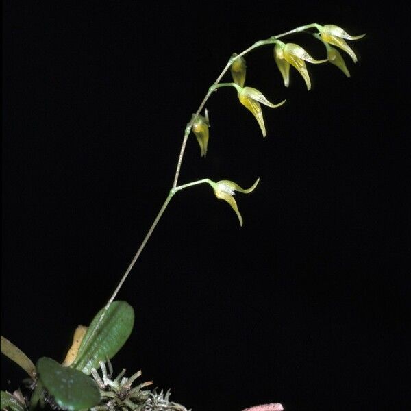 Acianthera pubescens Flower