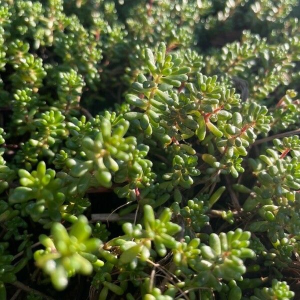 Sedum album Leaf