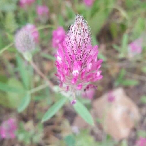 Trifolium purpureum Flower