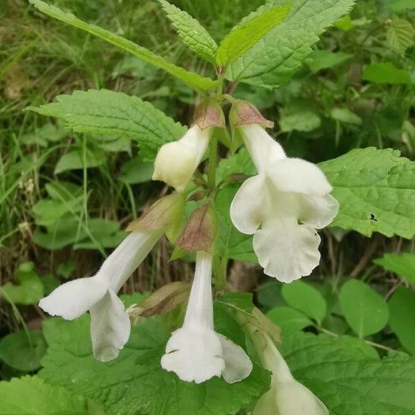 Melittis melissophyllum Blüte