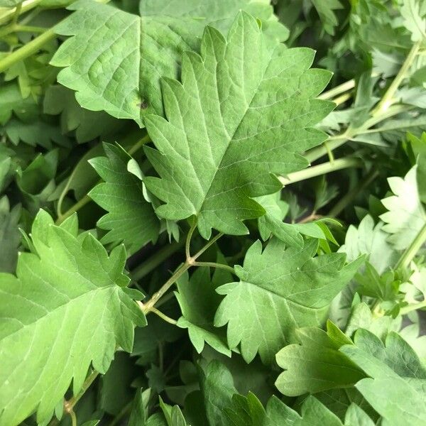 Poterium sanguisorba Blatt