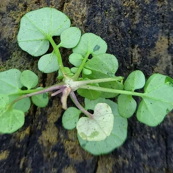 Cardamine hirsuta 叶