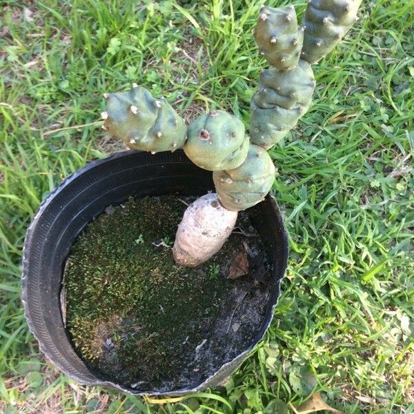 Tephrocactus alexanderi Lehti