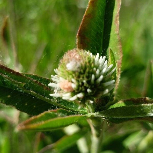 Trifolium montanum Flors