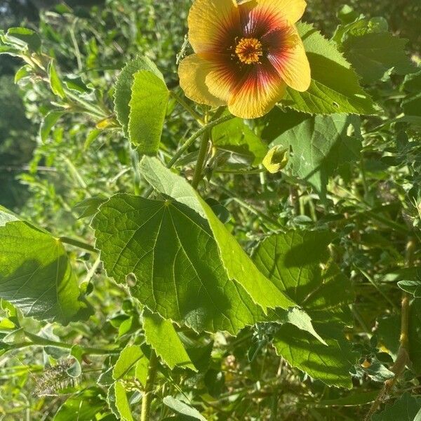 Abutilon hirtum Flower