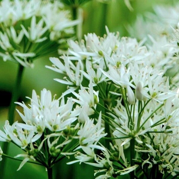 Allium ursinum Цветок