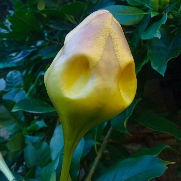 Solandra grandiflora Flors