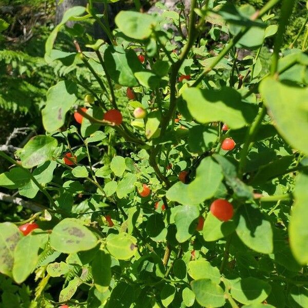 Vaccinium parvifolium Fruit