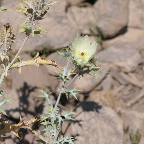 Argemone ochroleuca Blomst